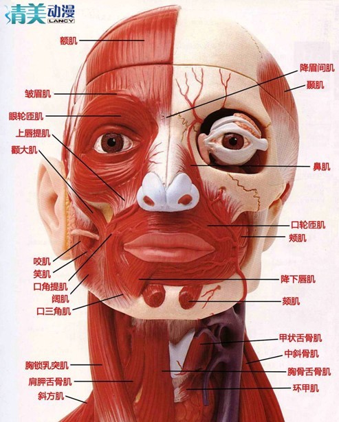 需要使模型的布线走向符合面部肌肉的走向